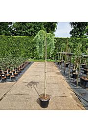 Larix kampferii Stiff Weeper C25 Lit. Na stabljici 180 cm