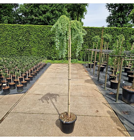 Larix kampferii Stiff Weeper C25 Lit. Na stabljici 180 cm