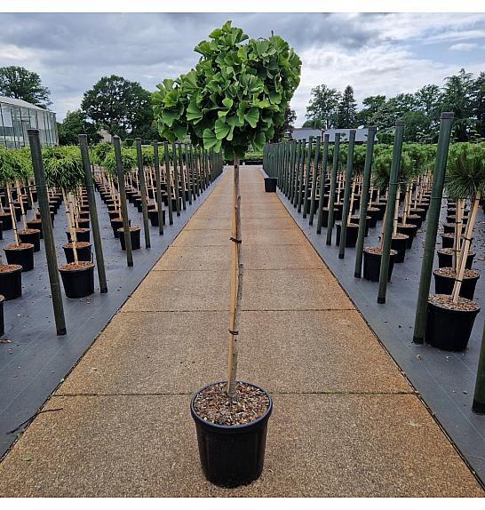 Ginkgo biloba Troll C18 Lit. Na steblu 100 cm