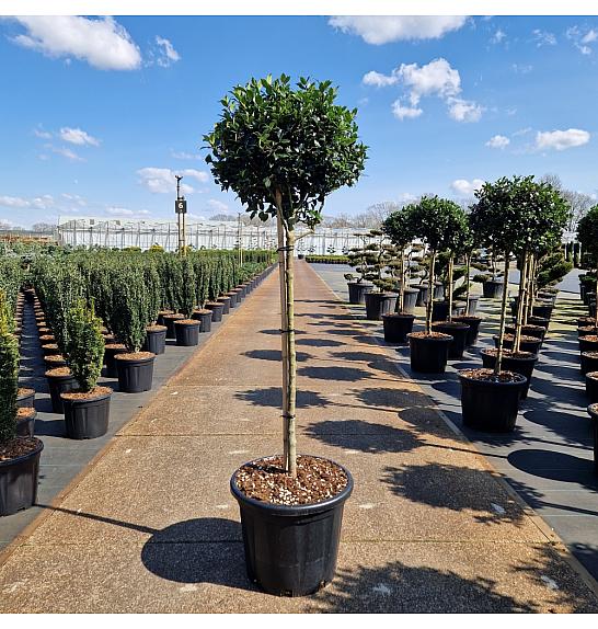Ilex meserveae Blue Maid C35 Lit. Na stabljici 80 cm Kruna 50/+ cm