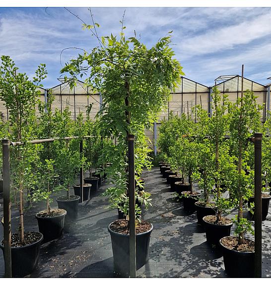 Wisteria sinensis Alba C65 Lit. schm Na steblu 180 cm