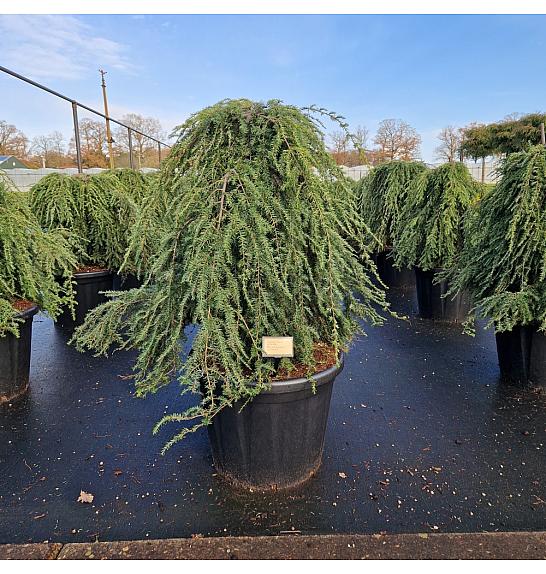 Tsuga canadensis Pendula C80 Lit. 80-100 cm