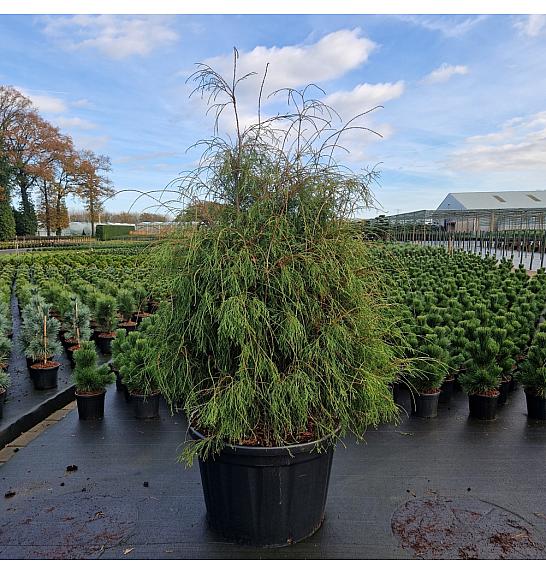 Thuja occidentalis Filiformis C230 Lit. 150-175 cm