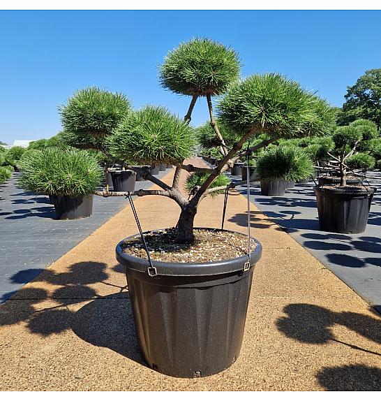 Pinus nigra Brepo cutted C80 Lit. 90-100 cm Bonsai