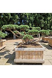 Pinus sylvestris Repens new v lesenem koritu 100x100 cm 160-180 cm Bonsai