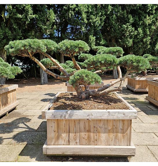 Pinus sylvestris Repens new v lesenem koritu 100x100 cm 160-180 cm Bonsai