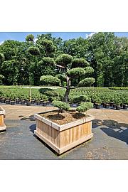 Juniperus media Hetzii u drvenom koritu 110x110 cm 200-250 cm Bonsai