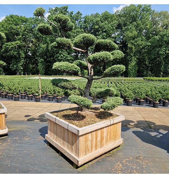 Juniperus media Hetzii u drvenom koritu 110x110 cm 200-250 cm Bonsai