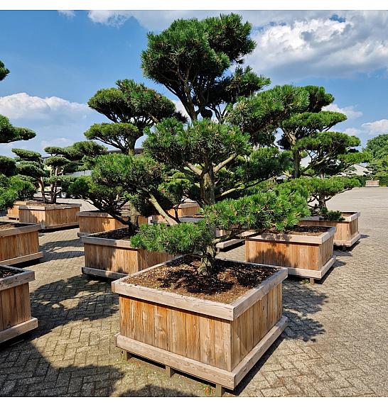 Pinus contorta v lesen koritu 110x110 200-225 cm Bonsai