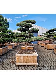 Pinus sylvestris Watereri br. 8 u drvenom koritu 110x110 cm; 190 cm; Krošnja 160-180 cm Bonsai