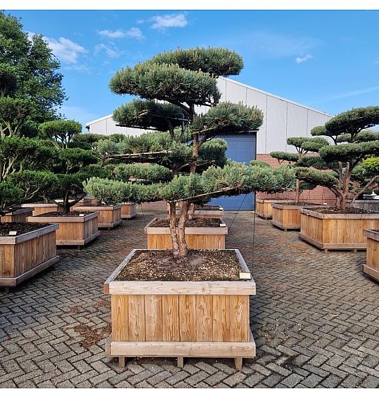 Pinus sylvestris Watereri br. 8 u drvenom koritu 110x110 cm; 190 cm; Krošnja 160-180 cm Bonsai