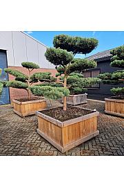 Pinus sylvestris Watereri br. 4 u drvenom koritu 120x120 cm; 190 cm; Krošnja 200-240 cm Bonsai