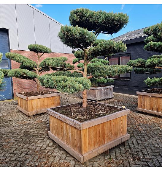 Pinus sylvestris Watereri br. 4 u drvenom koritu 120x120 cm; 190 cm; Krošnja 200-240 cm Bonsai