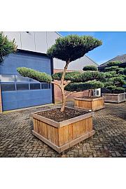 Pinus sylvestris Watereri br. 9 u drvenom koritu 125x125 cm; 200 cm; Krošnja 180-250 cm Bonsai