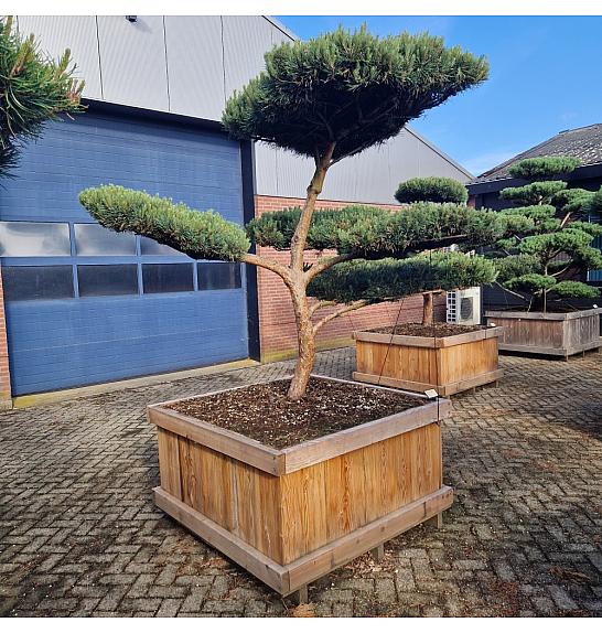 Pinus sylvestris Watereri br. 9 u drvenom koritu 125x125 cm; 200 cm; Krošnja 180-250 cm Bonsai