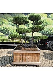 Pinus mugo Gnom v lesenem koritu 125x125 cm; 150-175 cm; Krošnja 200 cm Bonsai
