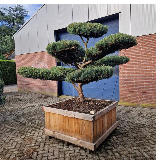 Pinus sylvestris Watereri Nr. 5 v lesenem koritu 125x125 cm; 190 cm; Krošnja 240 cm Bonsai