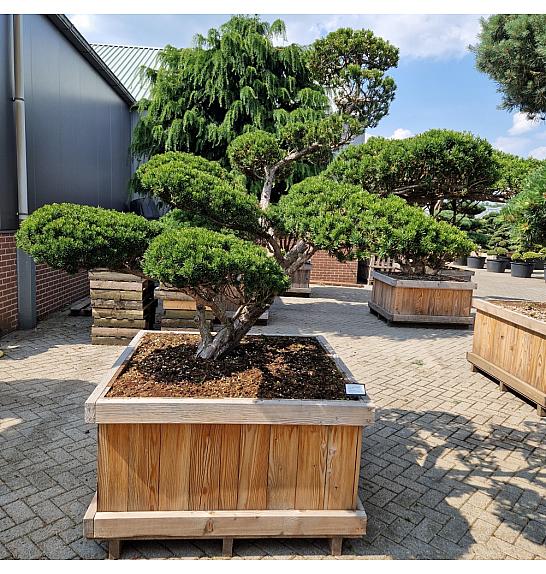 Taxus cuspidata Nr. 28 v lesenem koritu 120x120 cm; 200 cm ; Krošnja 180-300 cm Bonsai