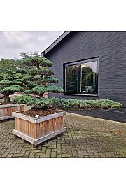 Taxus cuspidata Nr. 1 v lesenem koritu 100x100 cm; 150 cm ; Krošnja 140-280 cm Bonsai