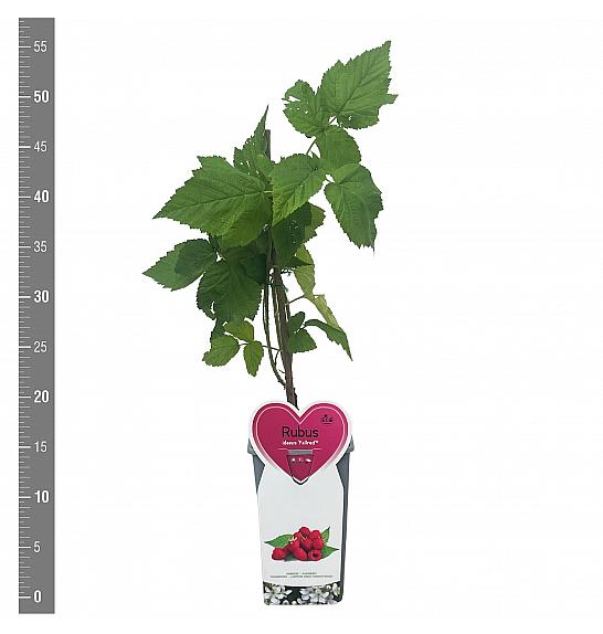 Rubus idaeus Fallred® streib2a(S) C2 Lit. 30-40 cm
