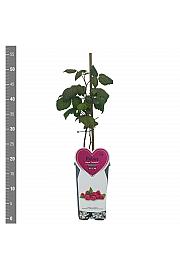 Rubus idaeus Sanibelle® C2 Lit. 30-40 cm
