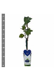 Vitis vinifera Venus C2 Lit. 40-50 cm