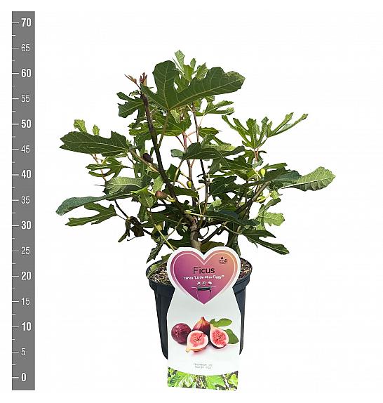 Ficus carica Little Miss Figgy® C5 Lit. 30-40 cm