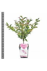 Prunus incisa Cunera C5 Lit. 30-40 cm