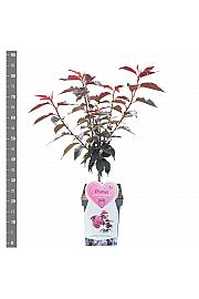 Prunus serulata Royal Burgundy C5 Lit. 60-80 cm