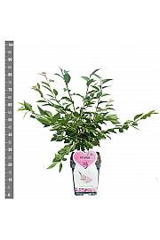 Prunus subhirtella Autumnalis Rosea C5 Lit. 60-80 cm