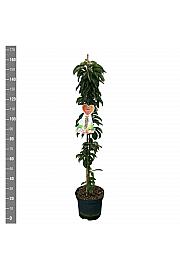 Malus domestica McIntosch C12 Lit. 125-150 cm Stupasta