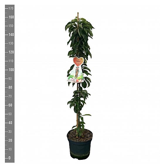 Malus domestica McIntosch C12 Lit. 125-150 cm Stupasta