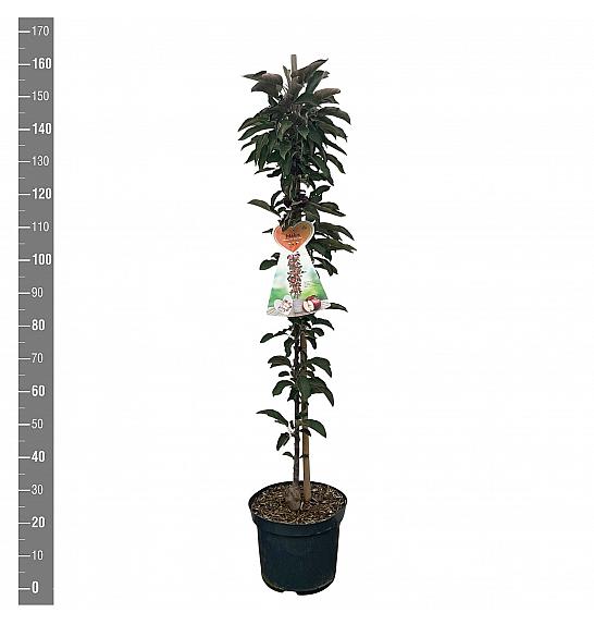 Malus domestica Crveni list C12 Lit. 125-150 cm Stupolik