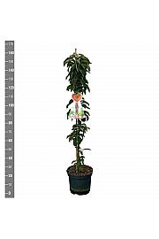 Malus domestica Red Sensation C12 Lit. 125-150 cm Stupasta