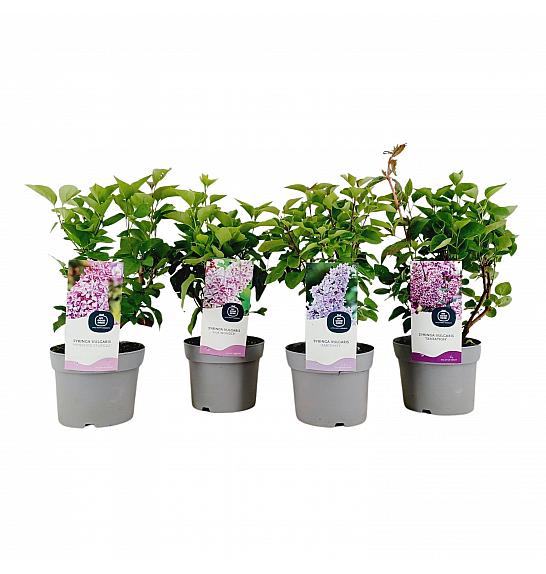 Syringa vulgaris Mix C2 Lit. 20 cm
