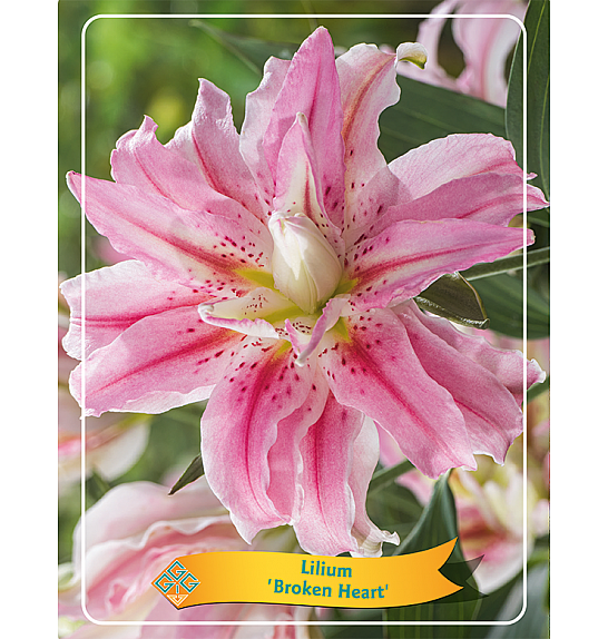 Lilium Broken heart Ø11