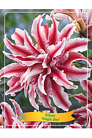 Lilium Magic Star Ø11