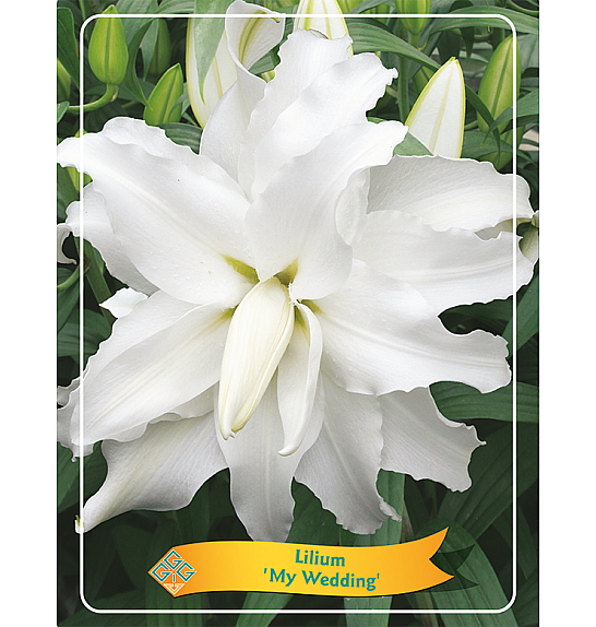 Lilium My Wedding Ø11