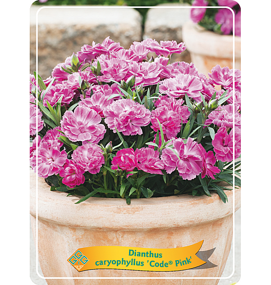 Dianthus caryophyllus Code Pink Ø11