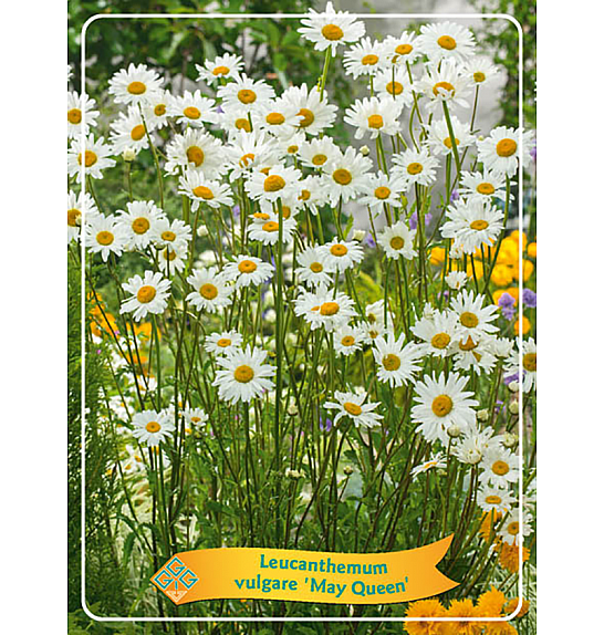 Leucanthemum vulgare May Queen Ø11