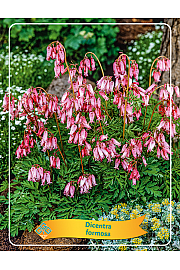 Dicentra Formosa  Ø11