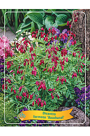 Dicentra Formosa Bacchanal  Ø11