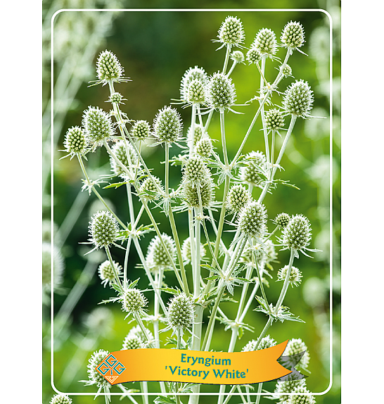 Eryngium Victory White Ø11