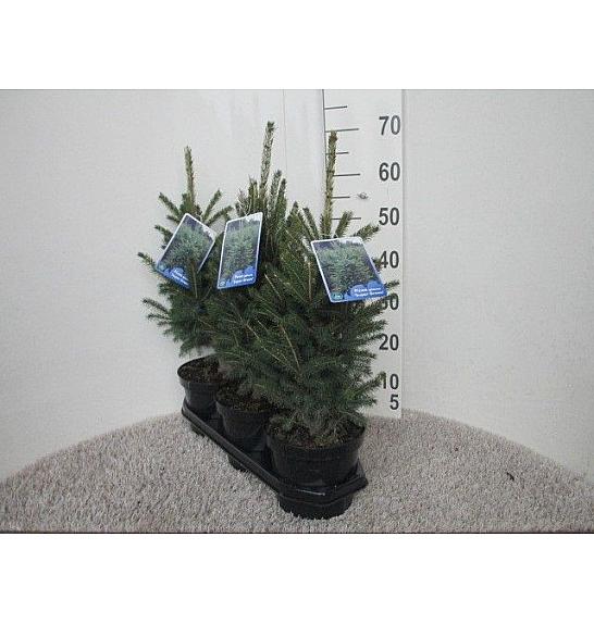 Picea lauca Super Green C3 Lit. 40 cm
