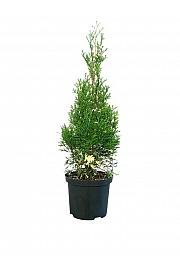 Thuja occidentalis Smaragd Variegata C2.5 Lit. 20-25 cm