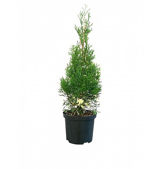 Thuja occidentalis Smaragd Variegata C2.5 Lit. 20-25 cm