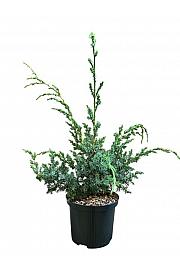Juniperus chinensis Plave Alpe C2,5 lit. 25-30 cm