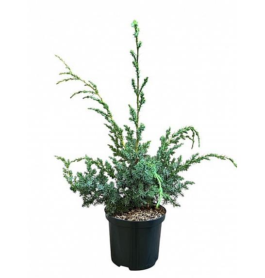 Juniperus chinensis Plave Alpe C2,5 lit. 25-30 cm