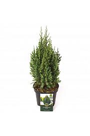 Juniperus chinensis Stricta C2.5 Lit. 30-40 cm
