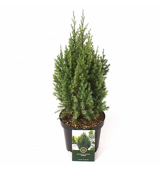Juniperus chinensis Stricta C2.5 Lit. 30-40 cm